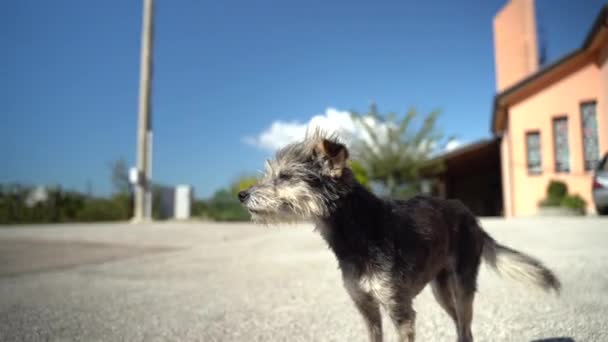 Der hungrige Mischlingshund bleibt auf der Straße liegen und schaut mit freundlichen Augen in die Ferne. dreckiger obdachloser Hund wartet hoffnungsvoll auf Adoption, kleiner elender Welpe braucht Liebe und Zuneigung - Filmmaterial, Video