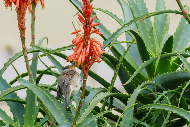 ptak Eurazjatycka czarna czapka sylvia atricapilla siedzący na aloesu rośliny z kwiatami - Zdjęcie, obraz