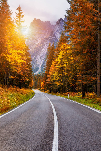 Blick auf die kurvenreiche Straße. Asphaltierte Straßen in den italienischen Alpen in Südtirol, während der Herbstsaison. Herbstszene mit geschwungener Straße und gelben Lärchen von beiden Seiten im Almwald. Dolomitenalpen. Italien - Foto, Bild