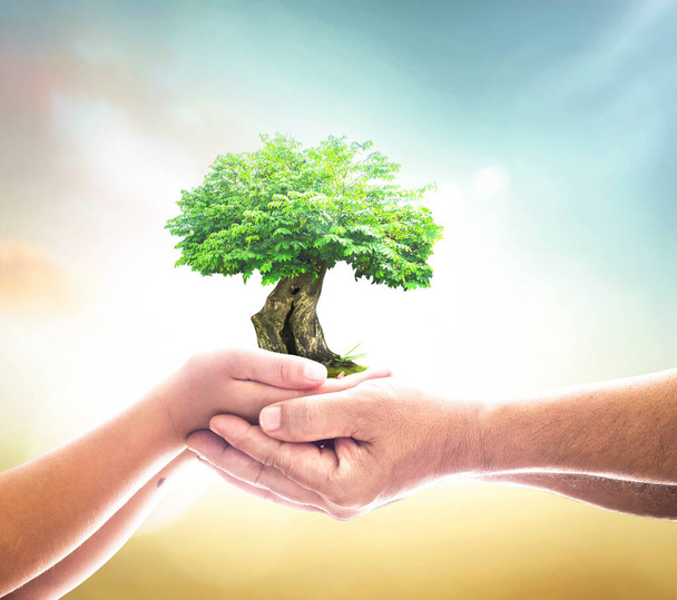 Koncepcja Międzynarodowego Dnia Praw Człowieka: Dwie ręce człowieka trzymające drzewo wzrostu na niewyraźnym tle natury - Zdjęcie, obraz