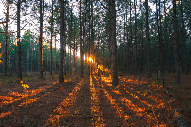 Ο ήλιος λάμπει μέσα από τα δέντρα στο δάσος στο ηλιοβασίλεμα - Φωτογραφία, εικόνα