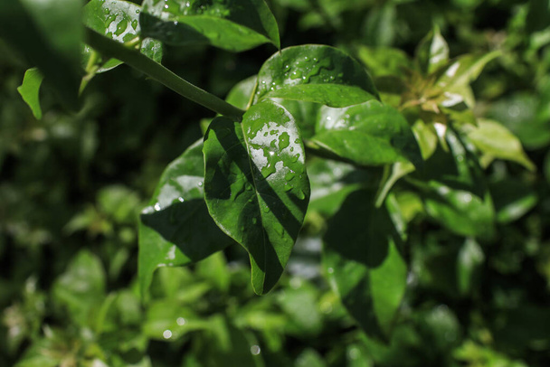 Green leaves with rain drops. Plants with rain. Close up macro photography. Dew on green leaf. Macro-photo. green grass. - Foto, Bild