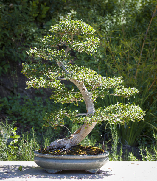Elm Bonsai Tree - Photo, Image