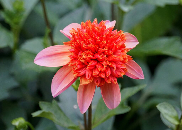 Dália-de-flor-anêmona 'Totalmente Tangerina' em plena floração - Foto, Imagem