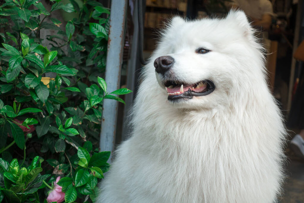 Profil uroczego białego psa domowego w ciągu dnia - Zdjęcie, obraz