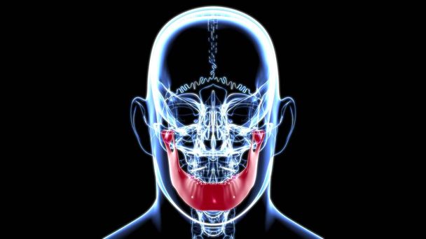 Anatomie d'os de mandibule de crâne de squelette humain pour l'illustration médicale 3D de concept - Photo, image