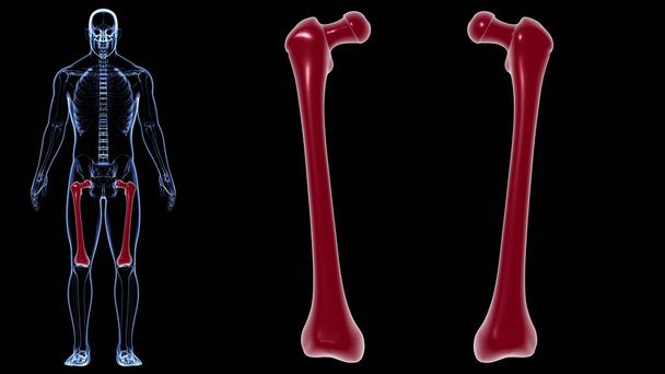 İnsan iskeleti anatomisi uyluk kemiği 3D Tıbbi Kavram Hazırlama - Fotoğraf, Görsel
