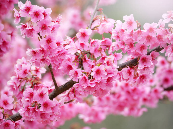 Fleurs Sakura roses fleurissant dans la nature fond. - Photo, image