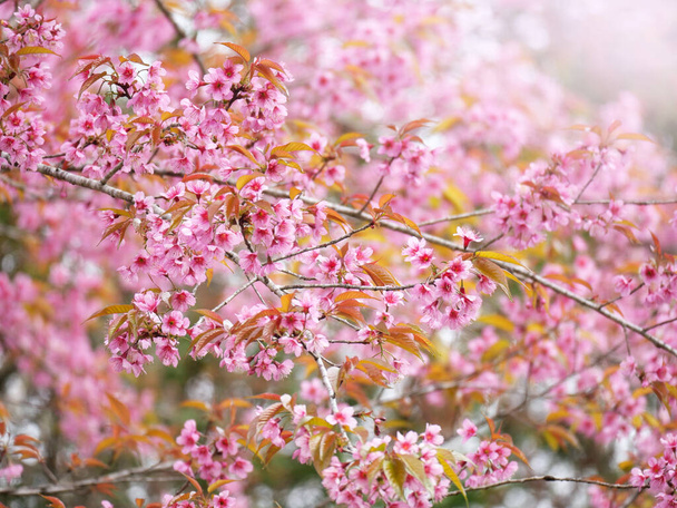 Pink Sakura flowers blooming in nature background. - Foto, Imagen