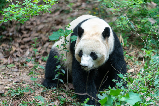 Los pandas gigantes están protegidos a nivel nacional en la base de cría de chengdu en la provincia de sichuan, China  - Foto, imagen