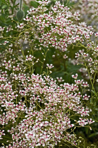 花の国境に咲くサクシフラガ'南側の苗' - 写真・画像