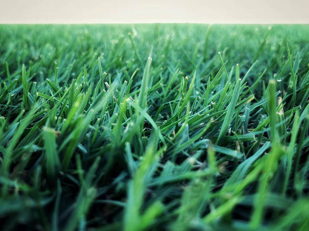 Groene gras voetbalveld achtergrond, sport zomer achtergrond - Foto, afbeelding