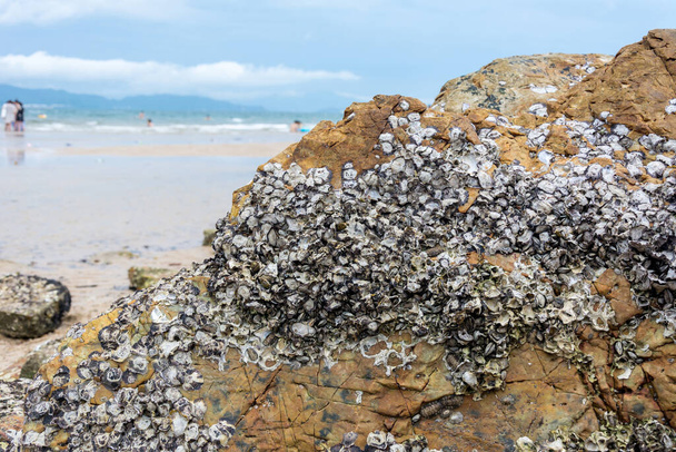 Conchas marinas en la roca en el Yangmeikenng de Shenzhen, China - Foto, imagen