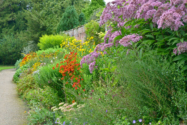 Kleurrijke tuinrand met gemengde aanplant en een grote Eupatorium maculatum, Solidago 'Golden Showers' en Helianthus 'Lemon Queen' - Foto, afbeelding