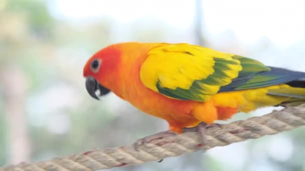Colorido amarillo naranja verde amor pájaro caminando en cuerda y cantando en jaula por cámara pan de cerca - Metraje, vídeo