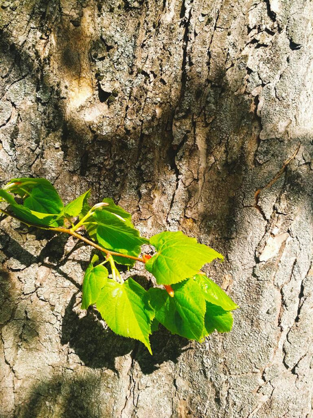 Un ramo di nuova vita in una luminosa giornata primaverile, sfondo naturale  - Foto, immagini