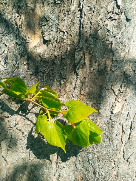 Un ramo di nuova vita in una luminosa giornata primaverile, sfondo naturale  - Foto, immagini
