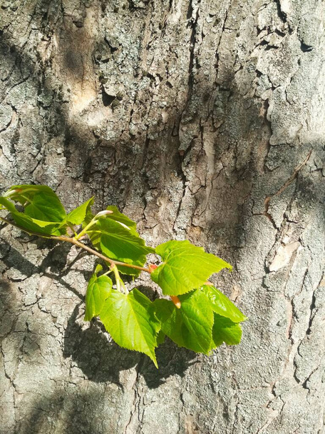 Una rama de la nueva vida en un brillante día de primavera, fondo natural  - Foto, imagen
