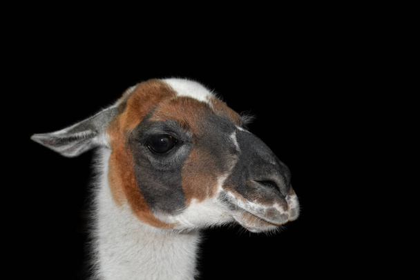 Lama bonita ou retrato de alpaca isolado em fundo preto. Animais do jardim zoológico - Foto, Imagem
