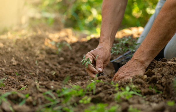 Uomo contadino piantare piantine di pomodoro in giardino all'aperto. Le mani forti si chiudono. Sunny Whather. Coltivazione biologica - Foto, immagini