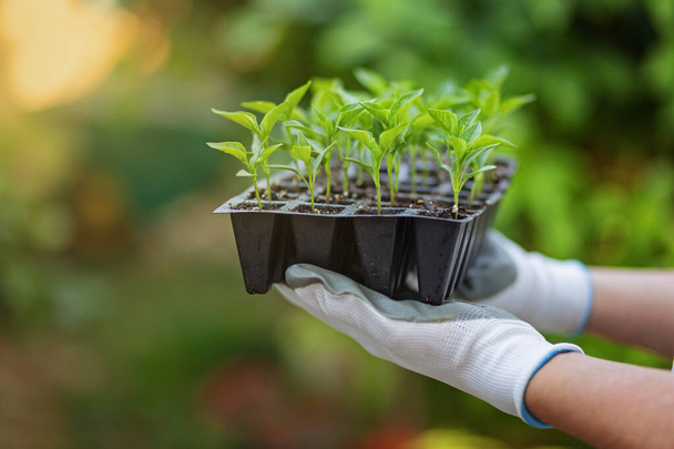 Hands in white and grey garden gloves hold set of pots with pepper seedlings for planting garden plants in the spring. Green natural blurred background. Environmental concept. Organic home growing - Foto, Imagem