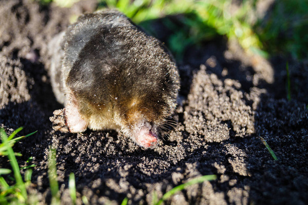 A mole in the garden - Photo, Image
