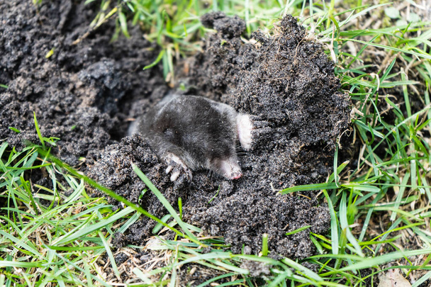 A mole in the garden - Photo, Image