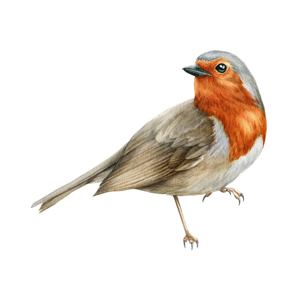 Robin bird watercolor illustration. Beautiful song bird single side image. Hand drawn close up small garden avian. Bright forest animal. Tiny robin realistic illustration element on white background. - Photo, Image