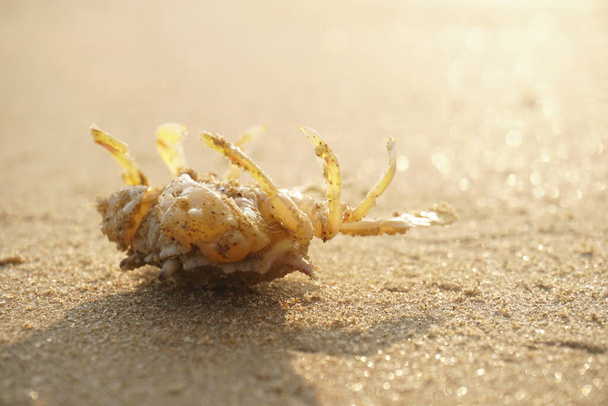 crabe sur la plage sable - Photo, image
