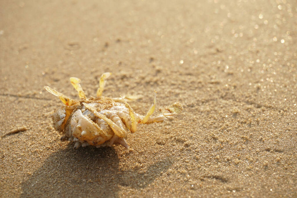 krab na pláži písek - Fotografie, Obrázek