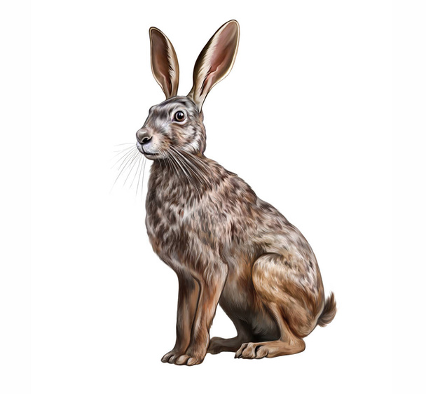 Europäischer Hase (Lepus europaeus) realistische Zeichnung Illustration für Tierlexikon isoliertes Bild auf weißem Hintergrund - Foto, Bild