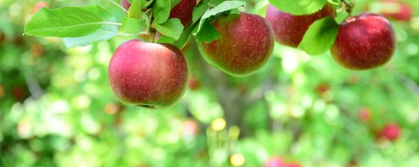 Güney Tyrol 'daki elma hasadından hemen önce ağaçtaki olgun kırmızı elmalar. - Fotoğraf, Görsel