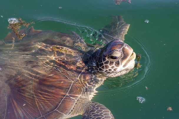 Zelená mořská želva (Chelonia mydas) zblízka nad vodou, vydechující zuby, hlavu a krunýř v tropických vodách Středního východu. - Fotografie, Obrázek