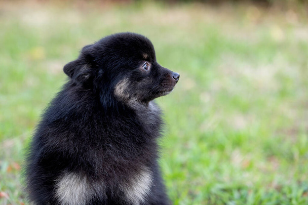 Söpö musta koira pörröinen hiukset puutarhassa - Valokuva, kuva