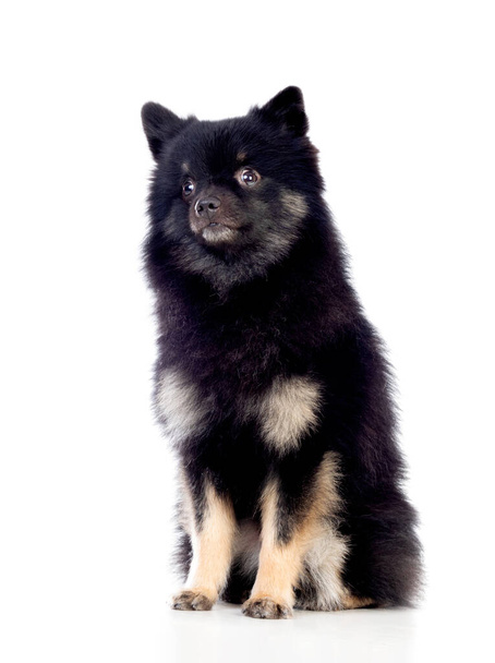 Симпатична чорна собака з пухнастим волоссям ізольована на білому тлі
 - Фото, зображення