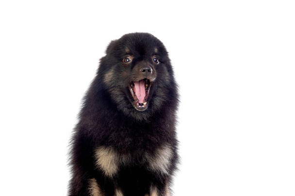 Симпатична чорна собака з пухнастим волоссям ізольована на білому тлі
 - Фото, зображення