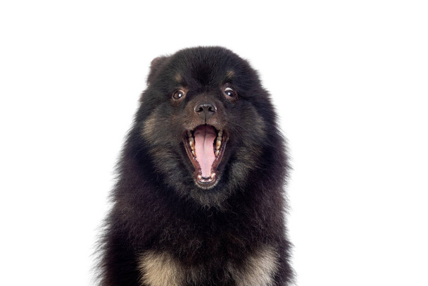Roztomilý černý pes s načechranými vlasy izolované na bílém pozadí - Fotografie, Obrázek