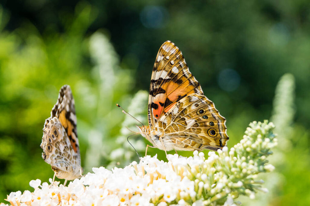 Πεταλούδα Βανέσσα Cardui ή Cynthia cardui στον κήπο - Φωτογραφία, εικόνα