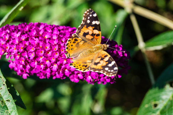 Schmetterling Vanessa Cardui oder Cynthia cardui im Garten - Foto, Bild