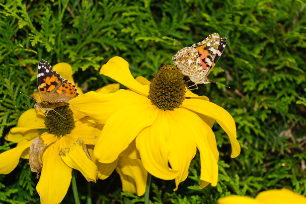 Πεταλούδα Βανέσσα Cardui ή Cynthia cardui στον κήπο - Φωτογραφία, εικόνα