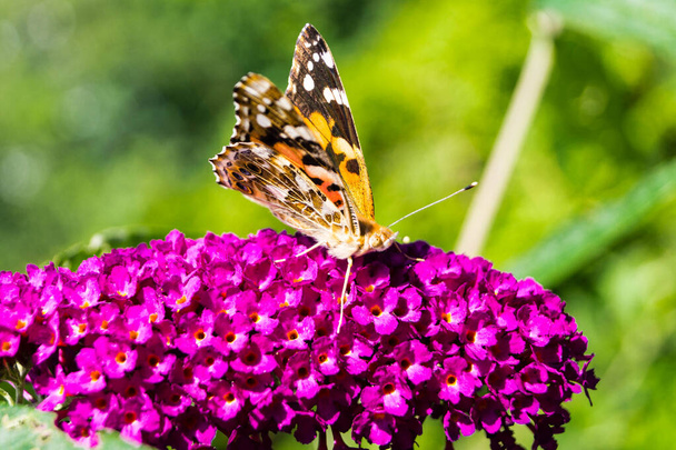 Метелик Ванесса Кардуї або Синтія Кардуї в саду. - Фото, зображення