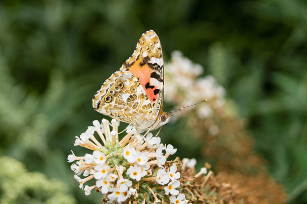 Butterfly Vanessa Cardui or Cynthia cardui in the garden - Photo, Image
