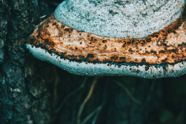 білі гриби на стовбурі дерева
 - Фото, зображення
