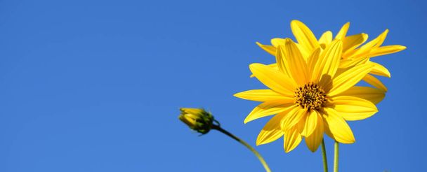 Topinambur, gelbe Blüten vor blauem Himmel - Foto, Bild