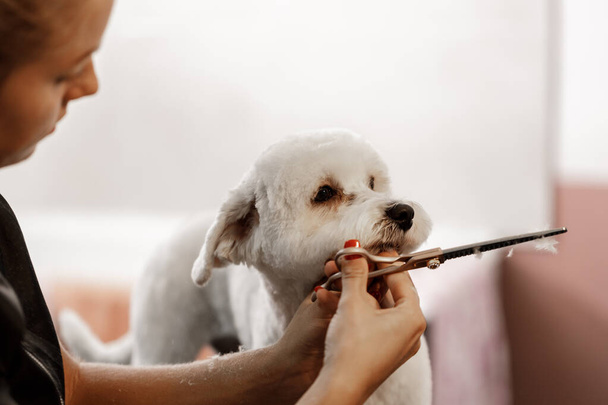 Schnappschuss einer jungen blonden Kosmetikerin und weißem reinrassigen Bichon. Pflege des weißen Hundes. - Foto, Bild