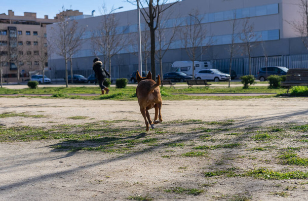 Жінка на задньому плані грає зі своїм собакою біжить і змушує його переслідувати її, все це в міському парку
. - Фото, зображення