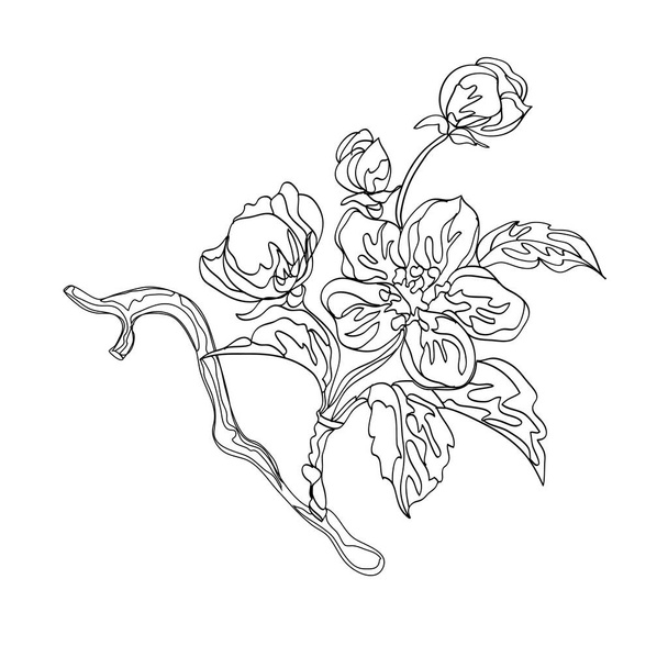 Blühender Apfelzweig mit Blättern. Dekoratives florales Gestaltungselement. Vektorillustration - Vektor, Bild
