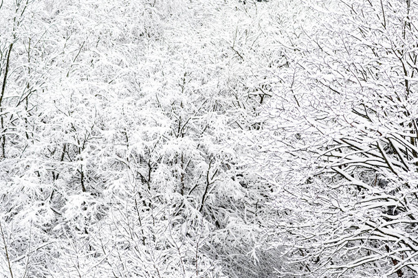 Чудовий білий зимовий пейзаж з гілками дерев, покритих снігом після снігу
  - Фото, зображення