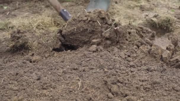 Выкапывание почвы лопатой перед зимовкой в замедленной съемке - Кадры, видео