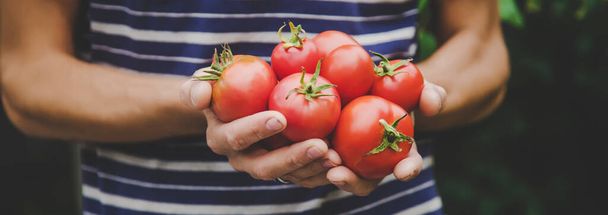 oogst van tomaten in de handen van een man. Selectieve focus.nature - Foto, afbeelding